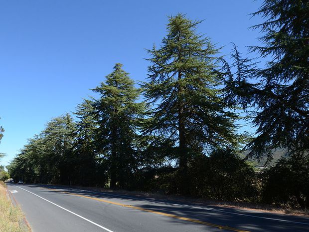 A highway lined with trees in California.