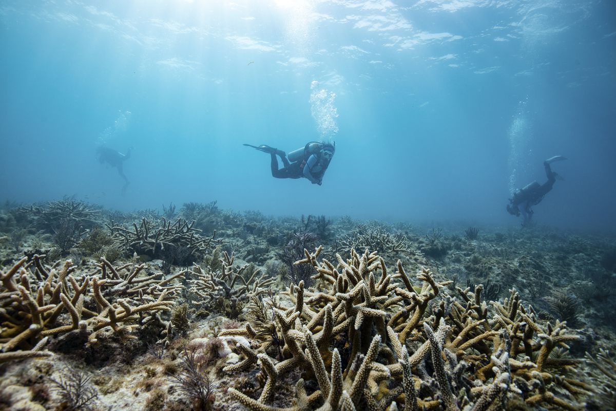 Scuba divers above staghorn corals.