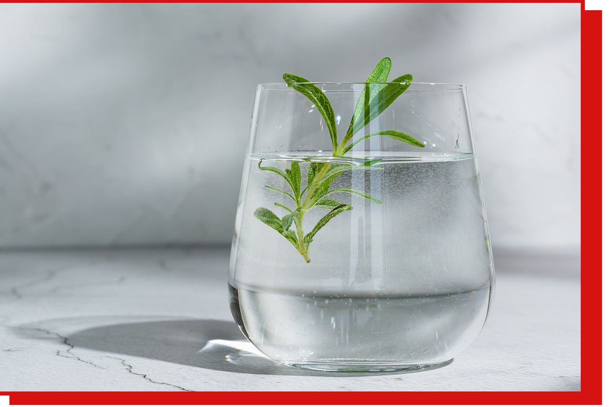 A glass of water with a small sprig of rosemary in it.