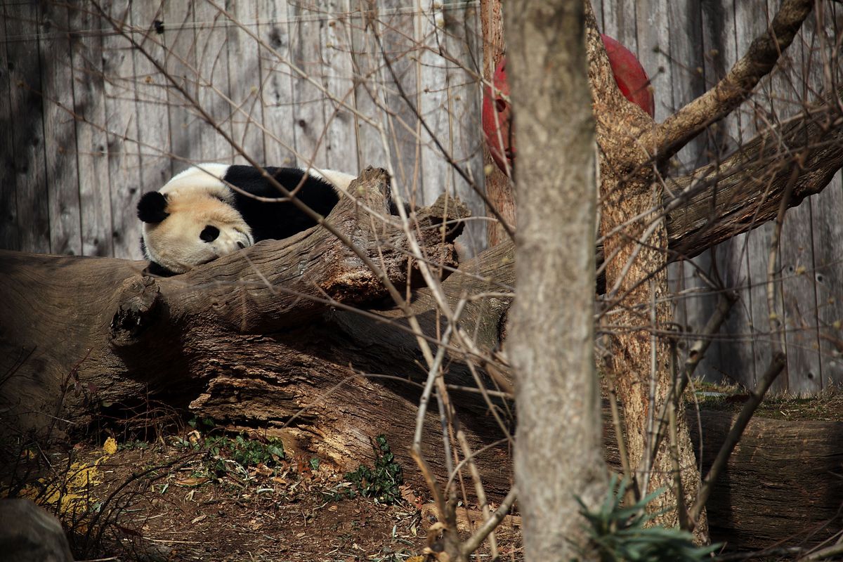 Beloved Panda Bao Bao Departs Washington’s National Zoo For China