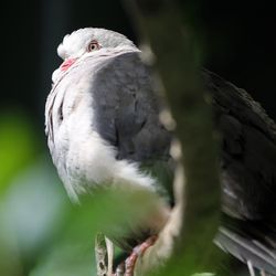 A pink pigeon perches on a limb as Tracy Aviary unveils its new “Treasures of the Rainforest” exhibit in Salt Lake City on Wednesday, March 30, 2016.