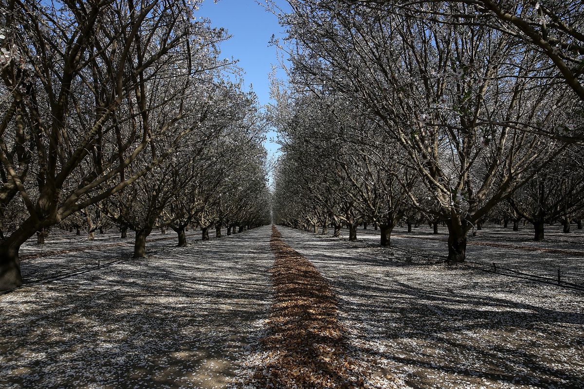 Almond trees bloom at Baker Farming on February 25, 2014 in Firebaugh, California. Almond farmer Barry Baker of Baker Farming had 1,000 acres, 20 percent, of his almond trees removed because he doesn't have access to enough water to keep them watered as the California drought continues. (Justin Sullivan/Getty Images)