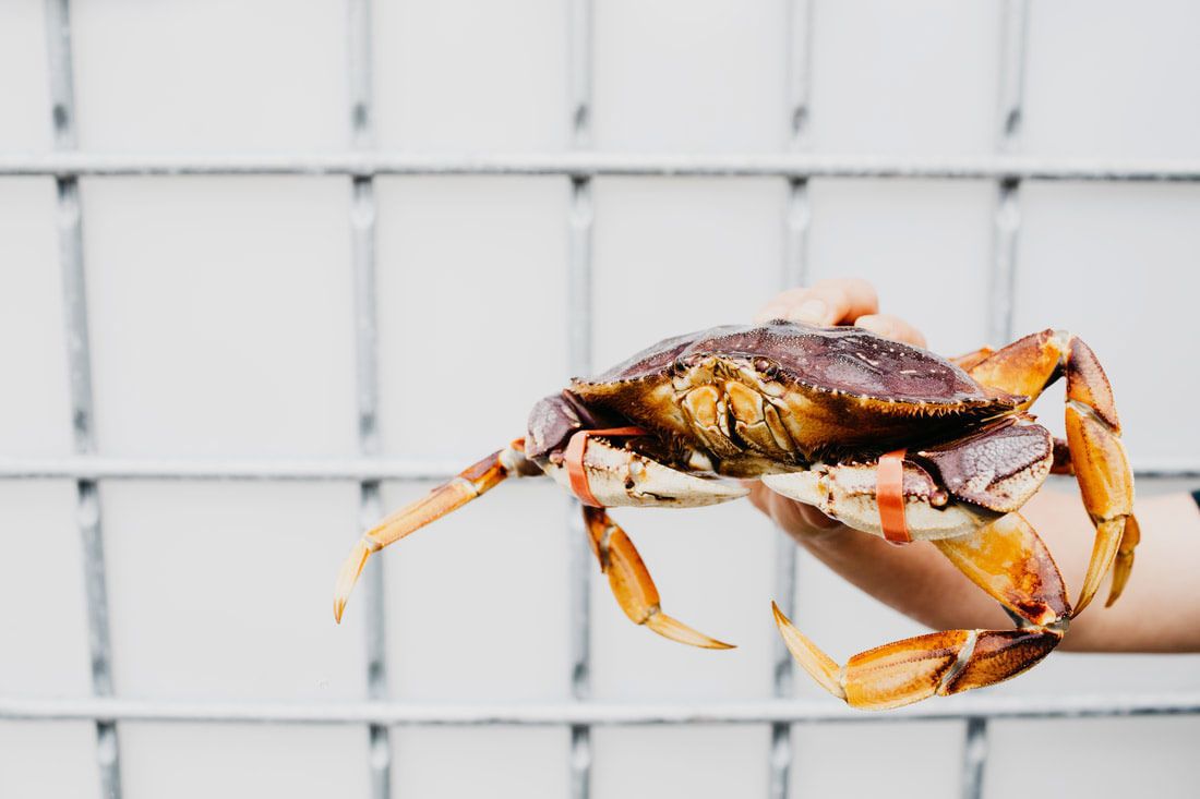 A person holding a crab in front of a white background