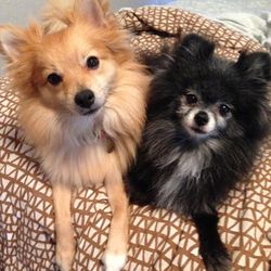 <b>Marissa A. Ross</b> of <a href="http://www.wine-allthetime.com/"target="_blank">Wine. All the Time.</a> on her nine-year-old pure bred Pomeranian, Zissou, and her two-year-old Pomeranian mix, Kaw-Liga: "They are both adorable and ridiculous all the tim