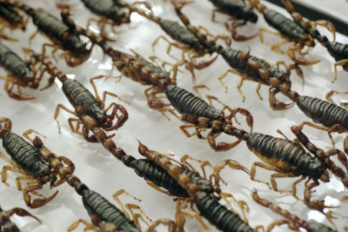Row after row of dried scorpion is on display