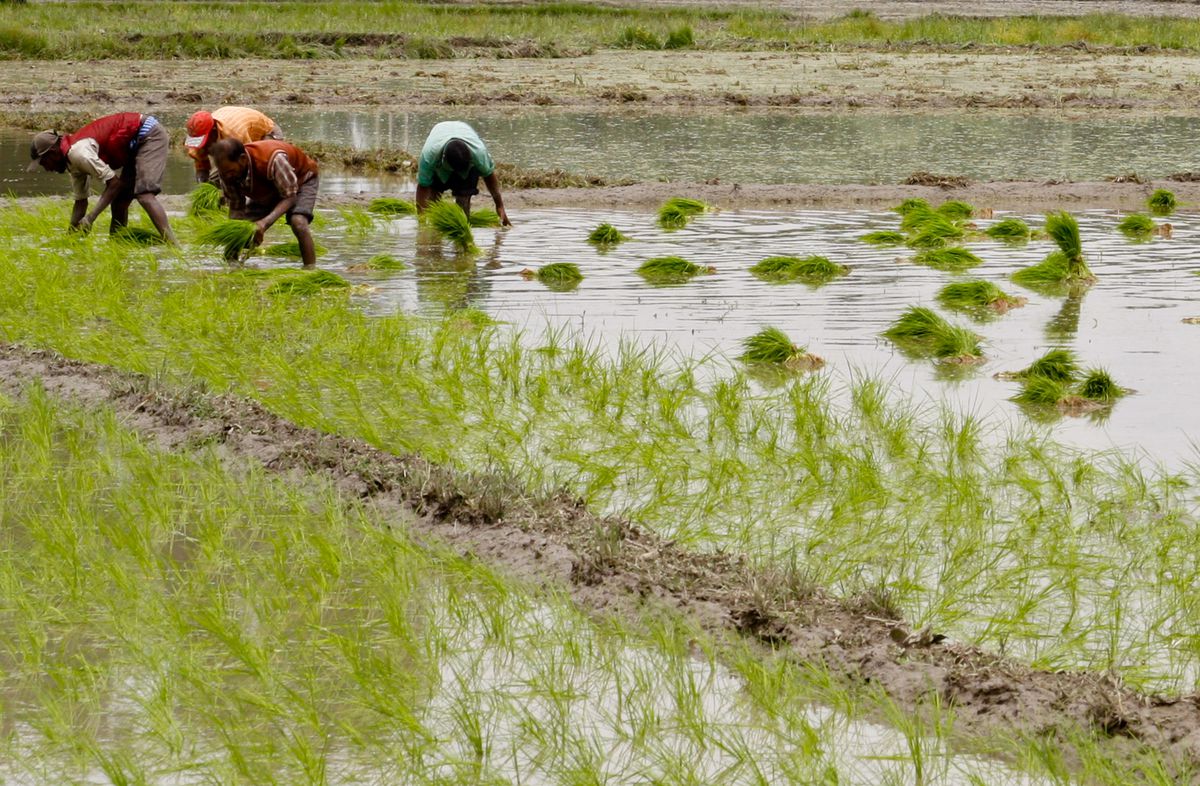 Workers sow saplingsin a paddy field during sowing season on May 31, 2013 in Budgam 20 km (7 miles) west of Srinagar, the summer capital of Indian administered Kashmir, India. (Yawar Nazir/Getty Images)