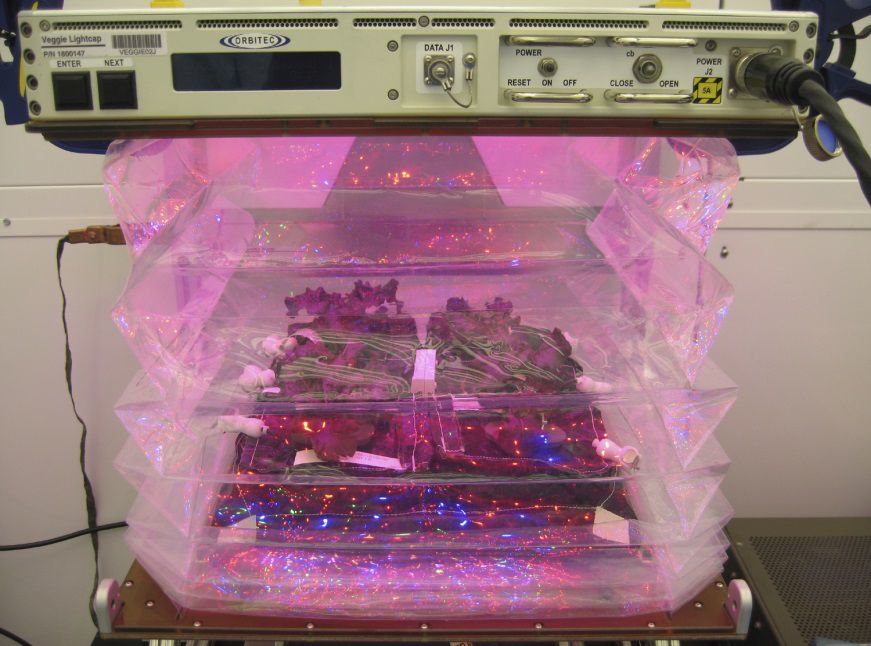 Lettuce grown in a chamber designed to allow plants to grow in space.