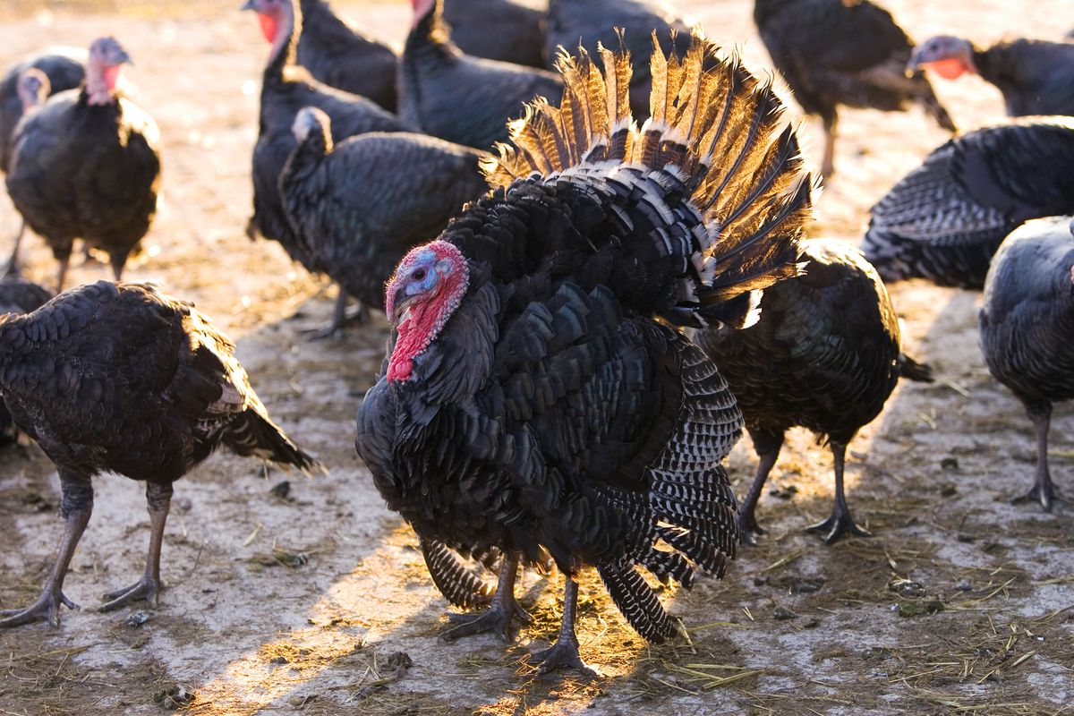 Organic Free-Range Turkeys, UK