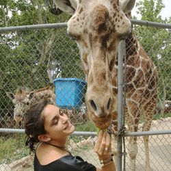 Crystal Lavallee feeds a giraffe at Hogle Zoo in Salt Lake City Wednesday, June 12, 2013.