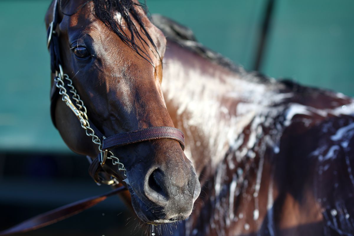 Preakness entrant Epicenter is bathed following a training session for the 147th Running of the Preakness Stakes at Pimlico Race Course on May 18, 2022 in Baltimore, Maryland.