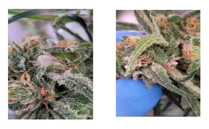 Photos of moldy weed included with a fired supervisor’s lawsuit against PharmaCann. The suit recently was filed in Cook County circuit court.