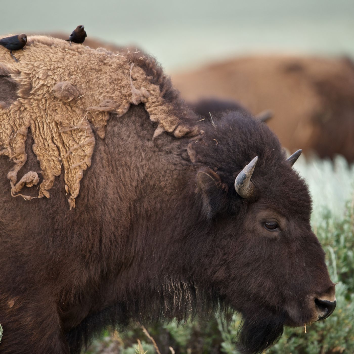 What bison in South Dakota can teach us about fighting climate change - Vox