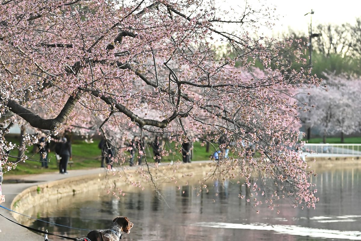 Cherry Blossom Festival In Washington, DC