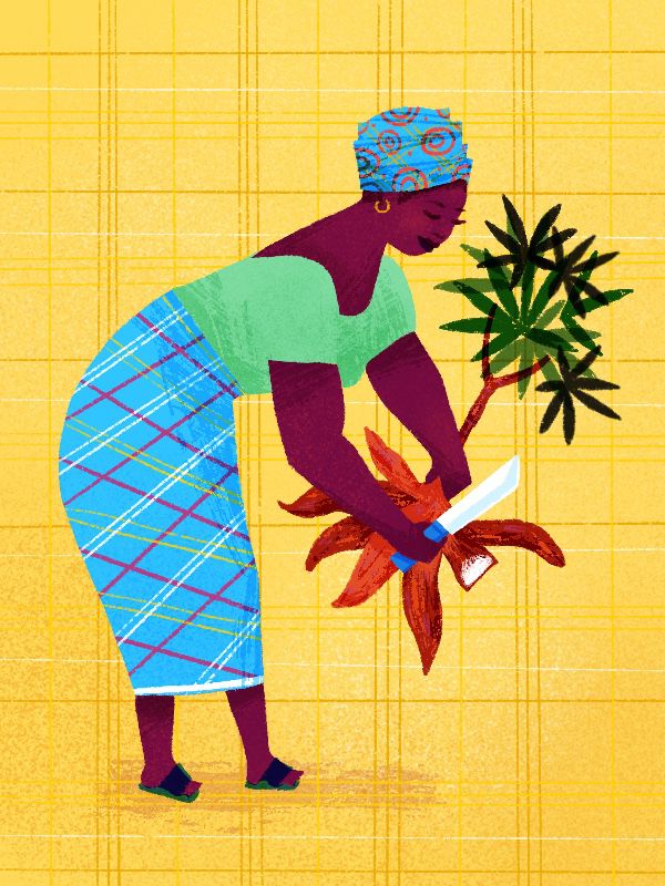 A woman harvests a cassava plant using a large knife.