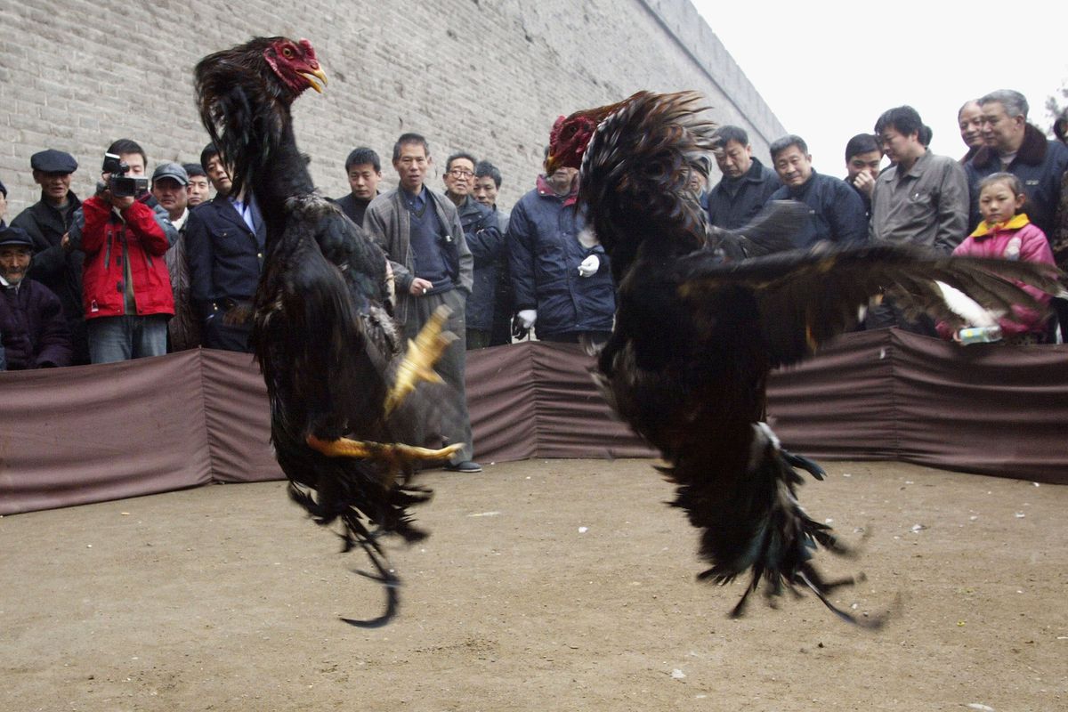People Watch A Cockfight In Xian
