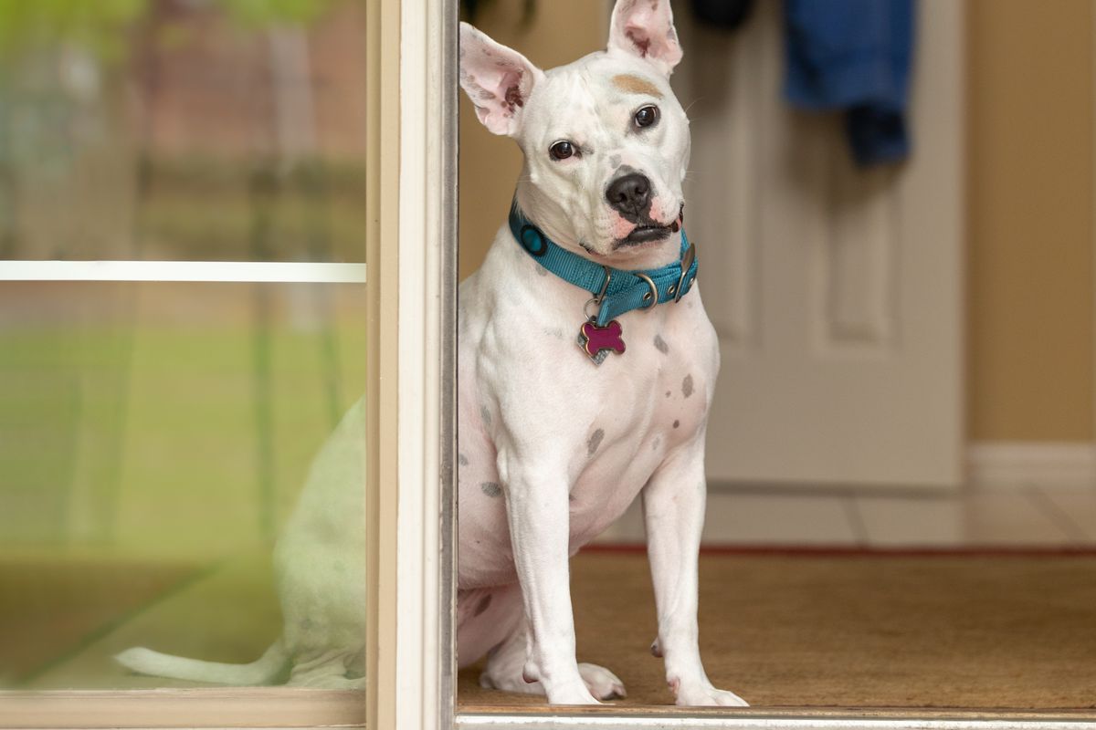 A white pitbull mix with cropped ears, blue collar, and pink bone-shaped tag sits in a doorway of a home with her head tilted.