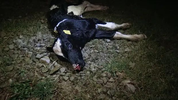 A calf that appears to be dead or dying lies on the ground outdoors