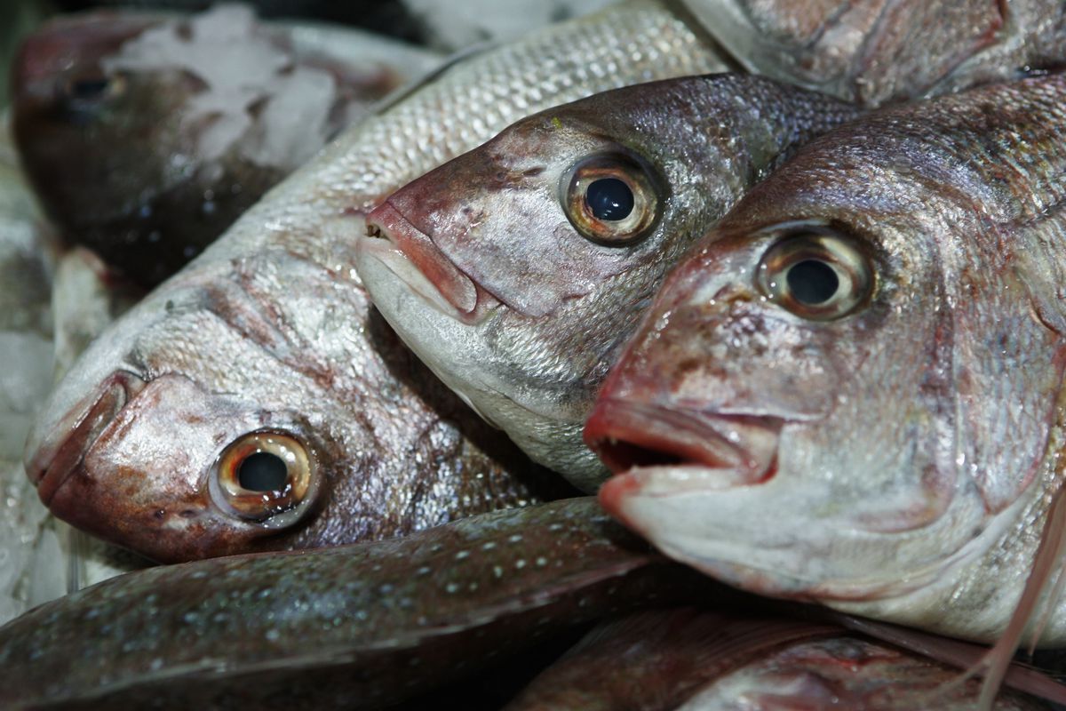 Government Introduce Fishing Quota Cuts