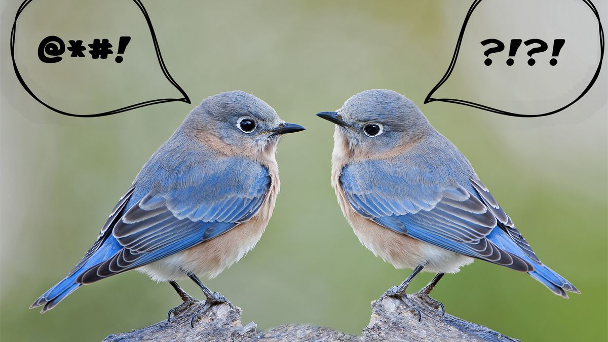 A photo of two bluebirds with voice bubbles, one saying “@*#!” and the other “?!?!”.