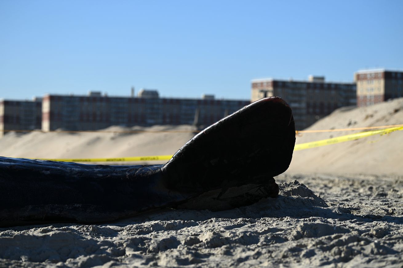 A closeup of a whale’s tail on the sand at a beach, with yellow caution tape surrounding it.