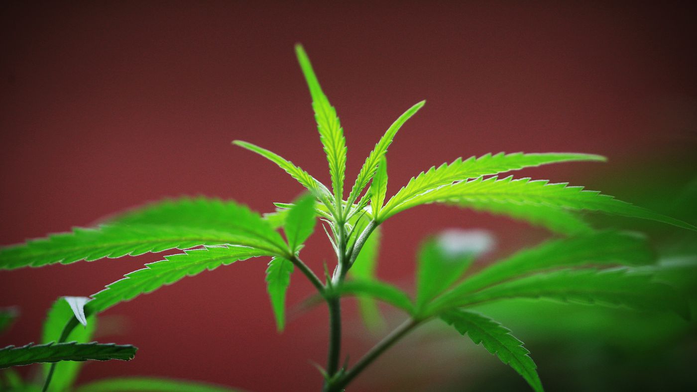 5 Reasons Why You Might Finally Decide To Use Medical Marijuana
