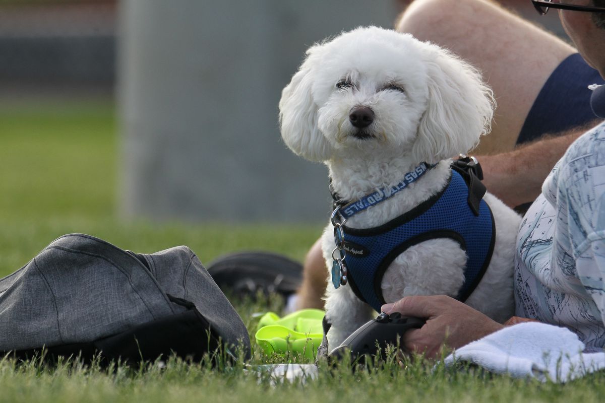 A white floofy dog with sqinting eyes. It is wearing a harness and sitting in grass next to a person, who is mostly out of frame.