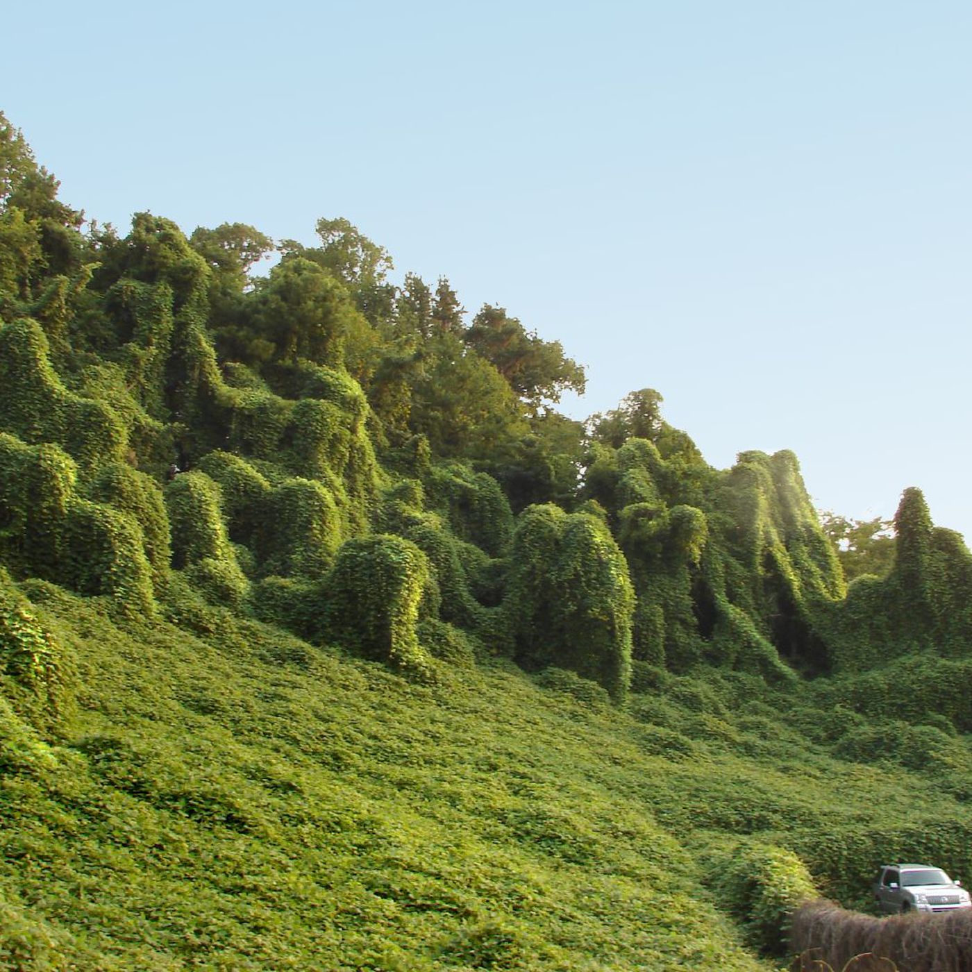 Kudzu hasn't actually taken over millions of acres. These other ...