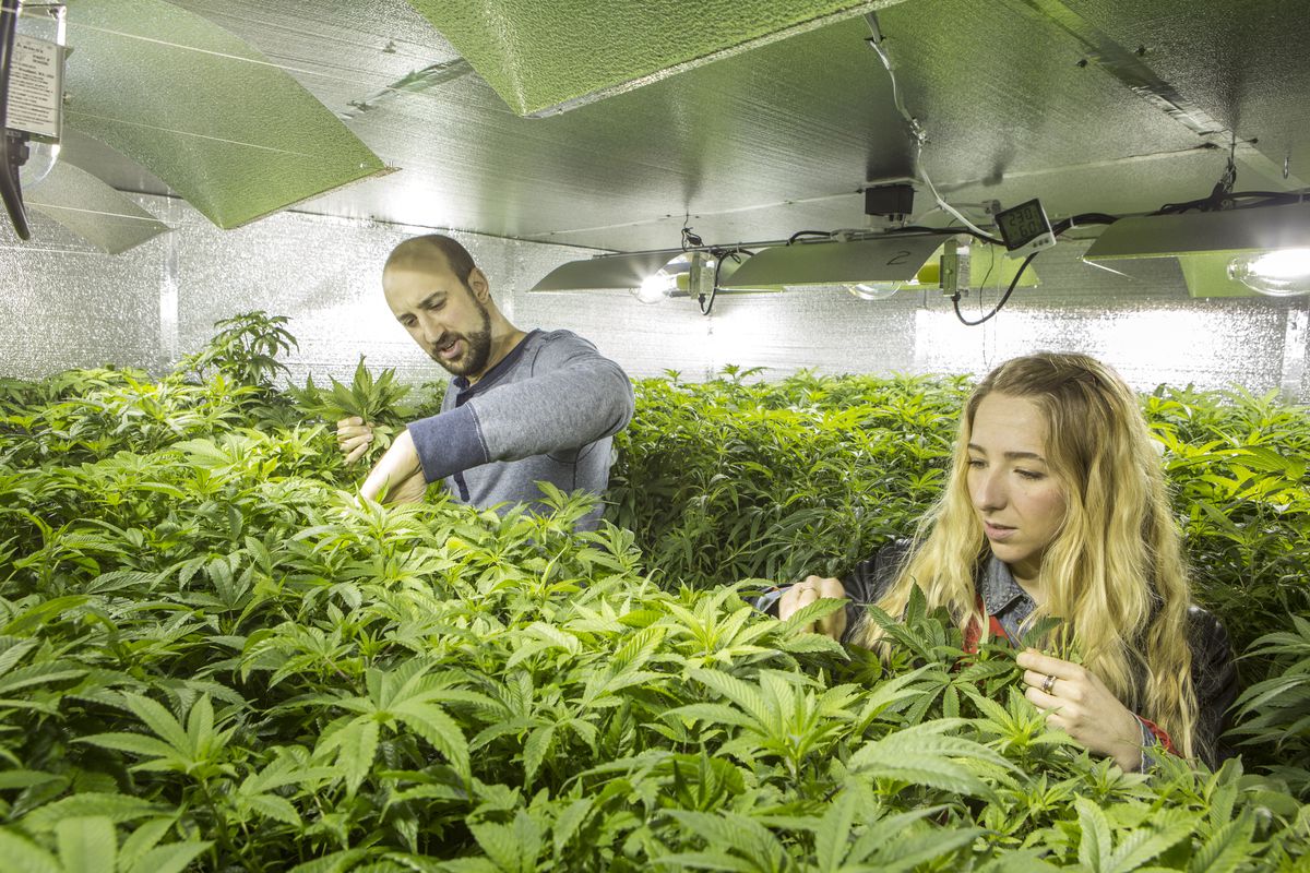 Micah Sherman, 32, and Nicole Graf, 28, who moved from Brooklyn NY to cultivate cannabis, care for the 'mother plants' which will seed their 7000 sq feet indoor farm in a warehouse south of Seattle, on March 15, 2014 in Olympia, Washington.