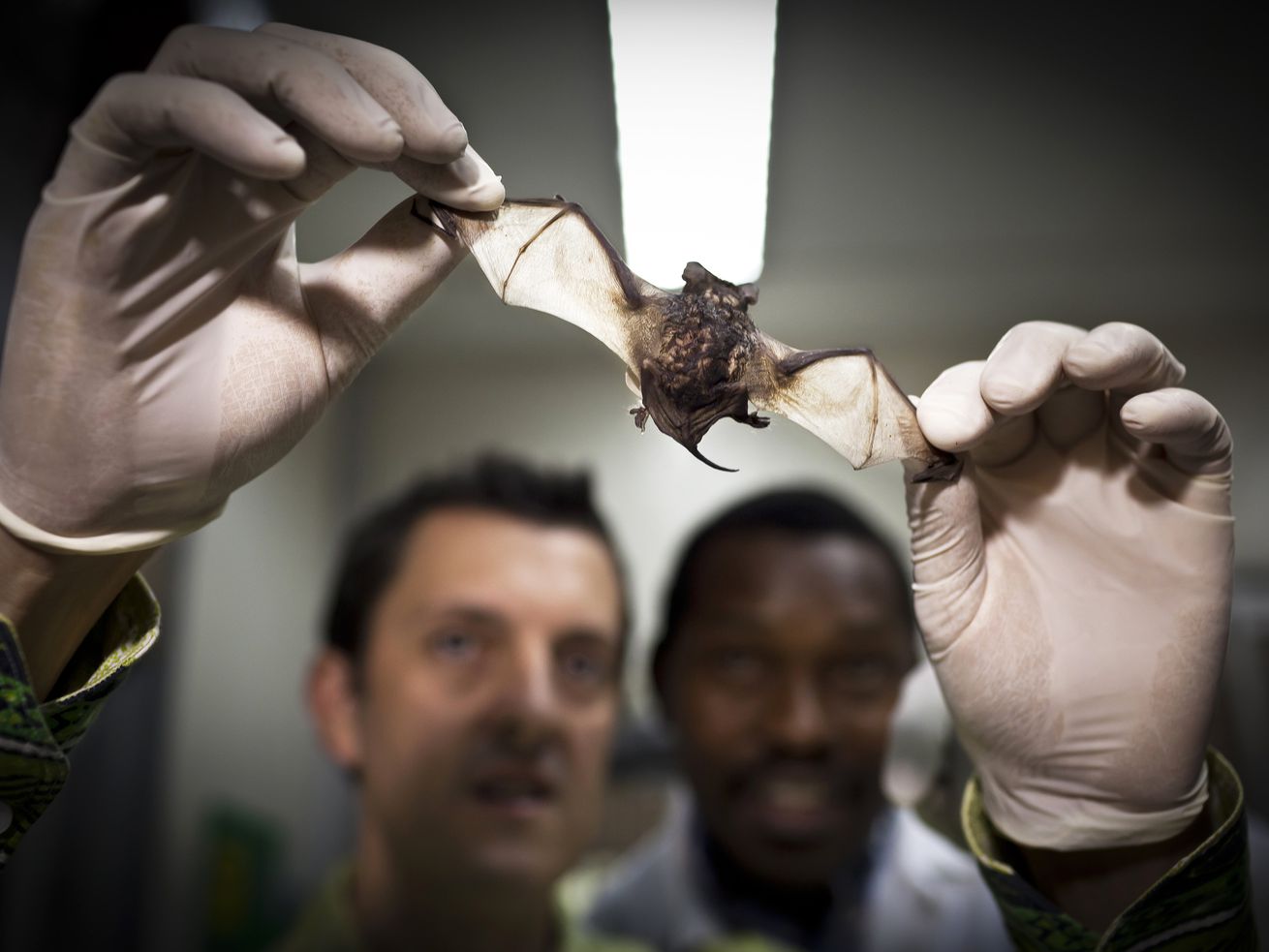 A pair of hands wearing surgical gloves holds a bat up to the light as two scientists look on in the background.