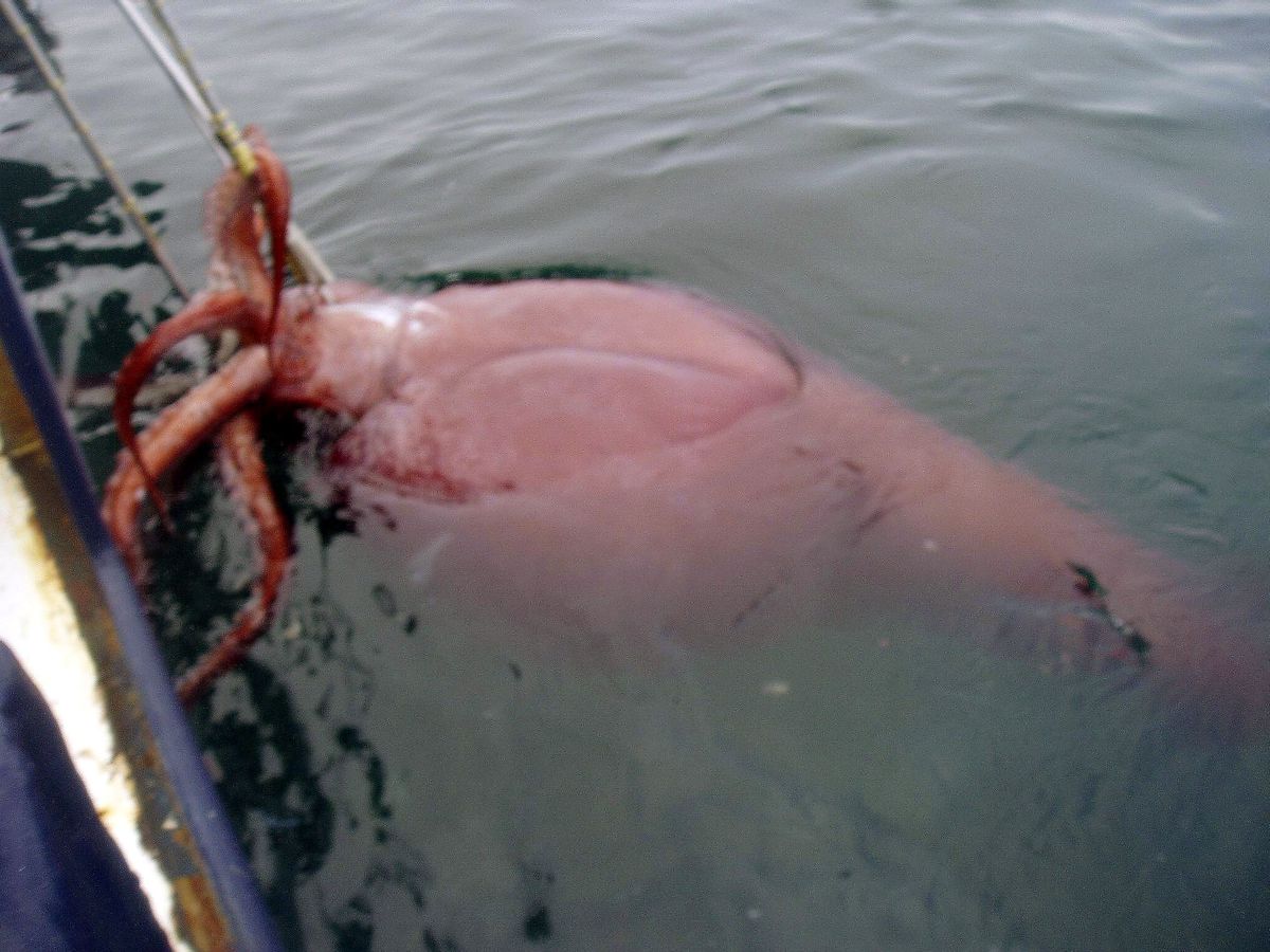 colossal squid 2007