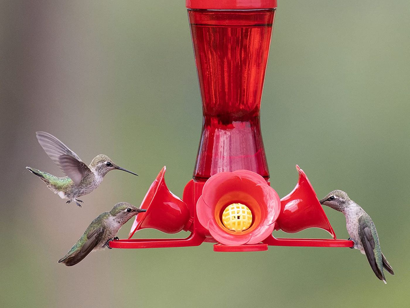 The 5 Best Hummingbird Feeders (2022 Review) - This Old House