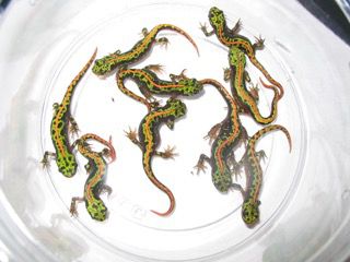 green-marbled-newts-michael-shrom