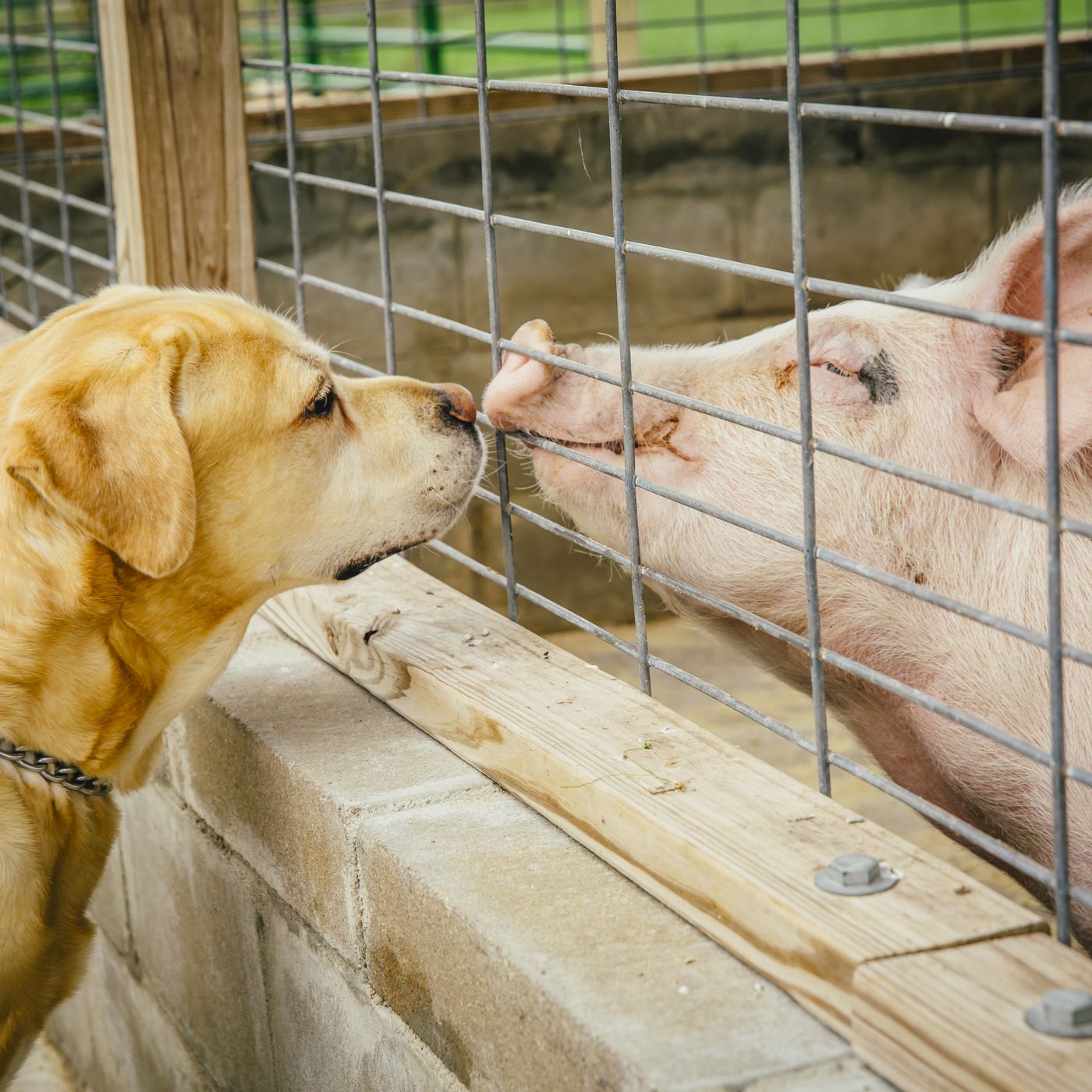 Pigs are as smart as dogs, so why do we eat one and love the other? - Vox