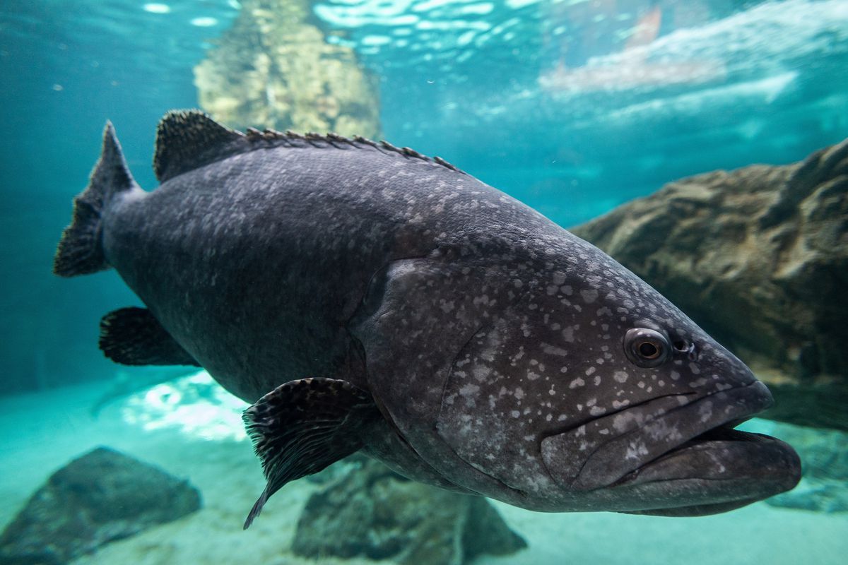 A giant grouper (Epinephelus lanceolatus), also known as the...