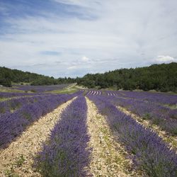 To make 20 kilos of essential oil, 100 kilos of lavender is used. Lavender essential oil can be applied directly to the skin in small amounts, or with a carrier oil like olive or sunflower. Stronger oils, like thyme, should always be used with a carrier o