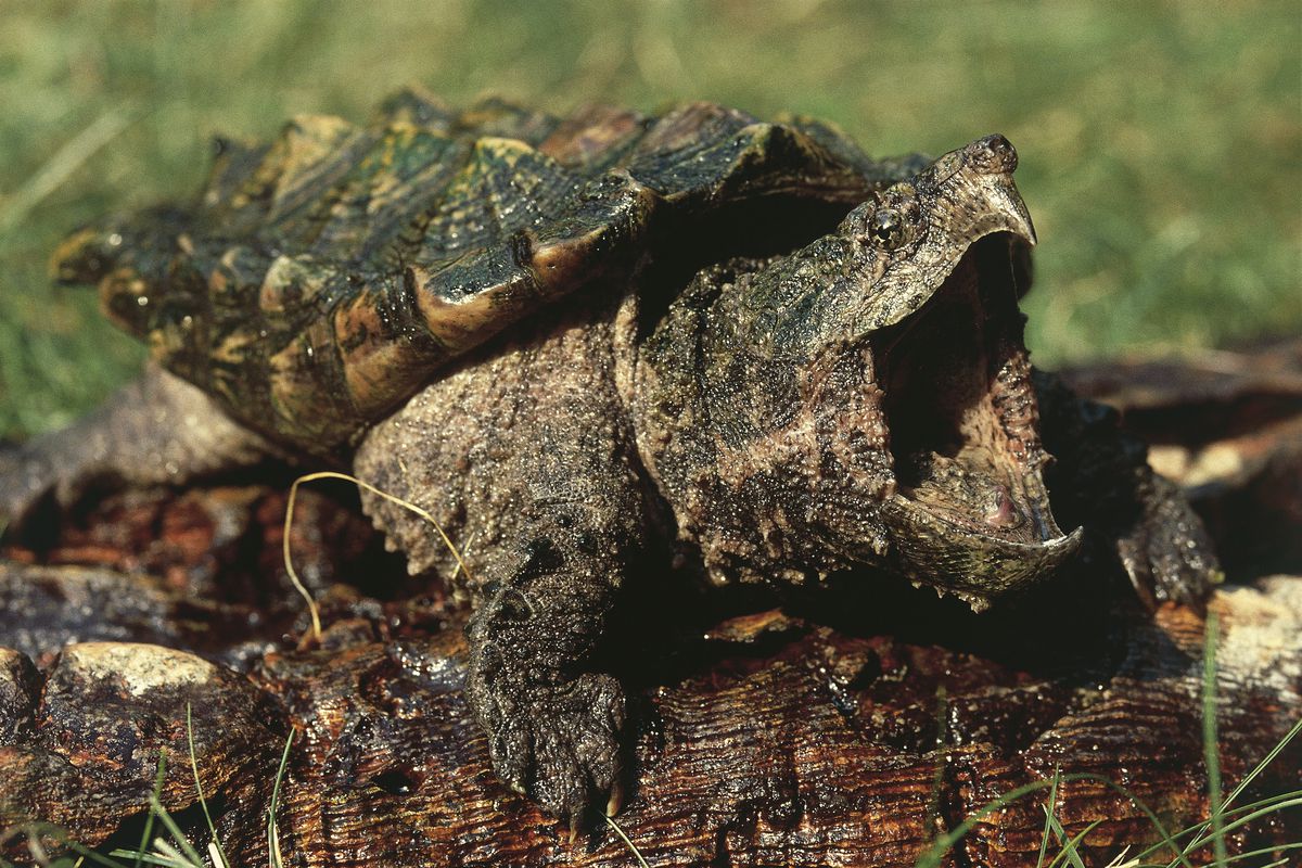 Alligator snapping turtle (Macroclemys temminckii)...
