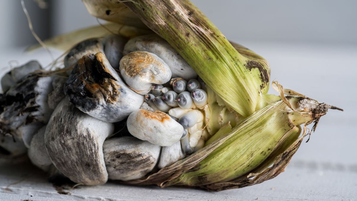 An ear of corn lays on its side, the husks almost entirely removed to reveal the  blue-grey kernels that typify huitlacoche.