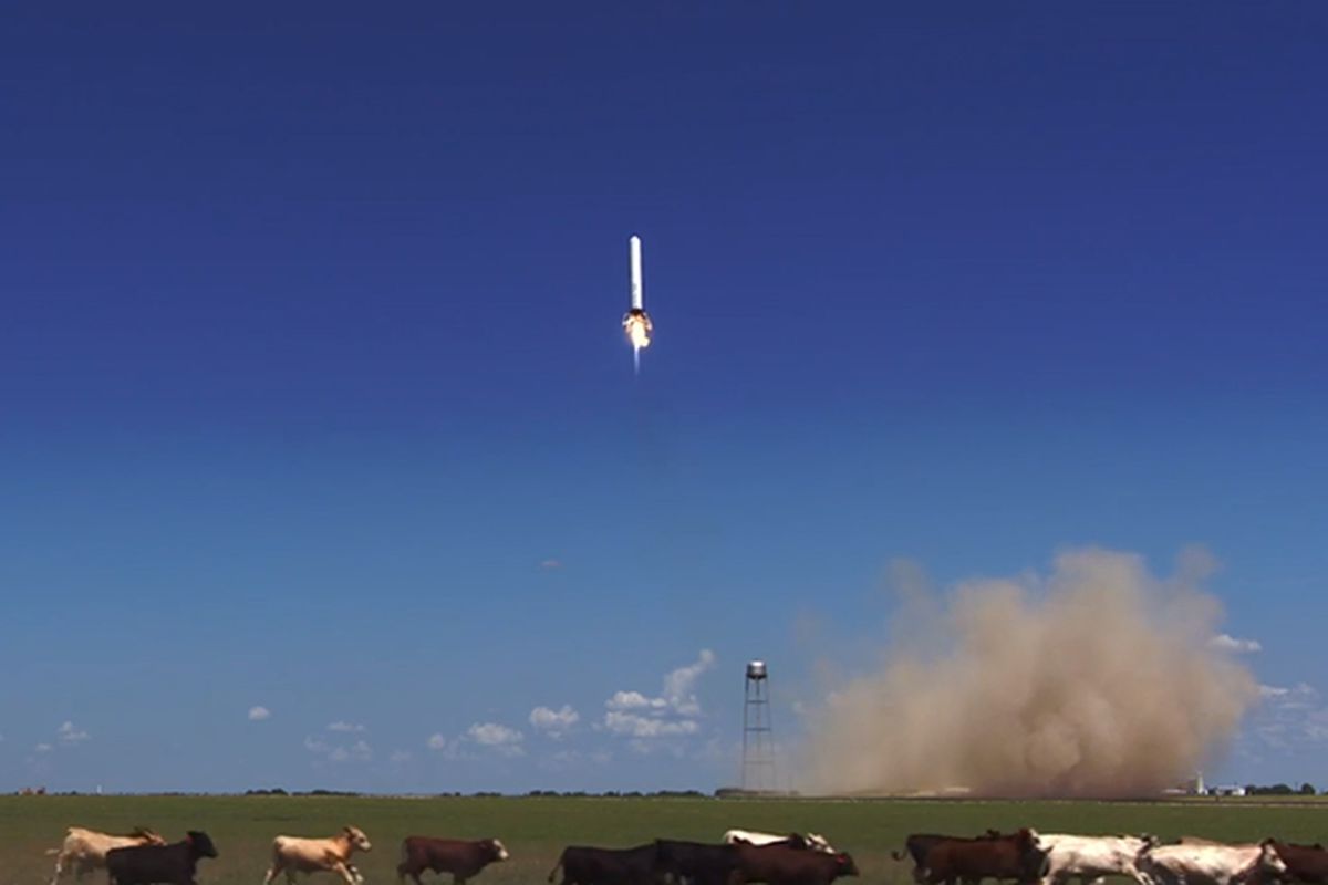 SpaceX Grasshoppper launch cows