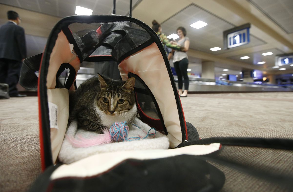 A cat sits in a soft pet carrier at an airport.