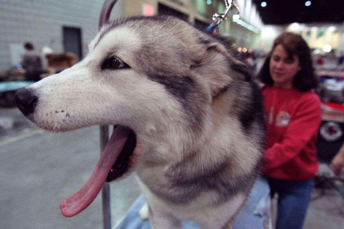 GENERAL INFORMATION: St. Paul, Mn., Fri., Jan. 5, 2001—The Land O’Lakes Kennel Club winter dog show at the River Centre. IN THIS PHOTO: Bored by the grooming process, “Hailey”, an 8 month old Alaskan malamute, gives a wide yawn as Teri Mullins fluffs h