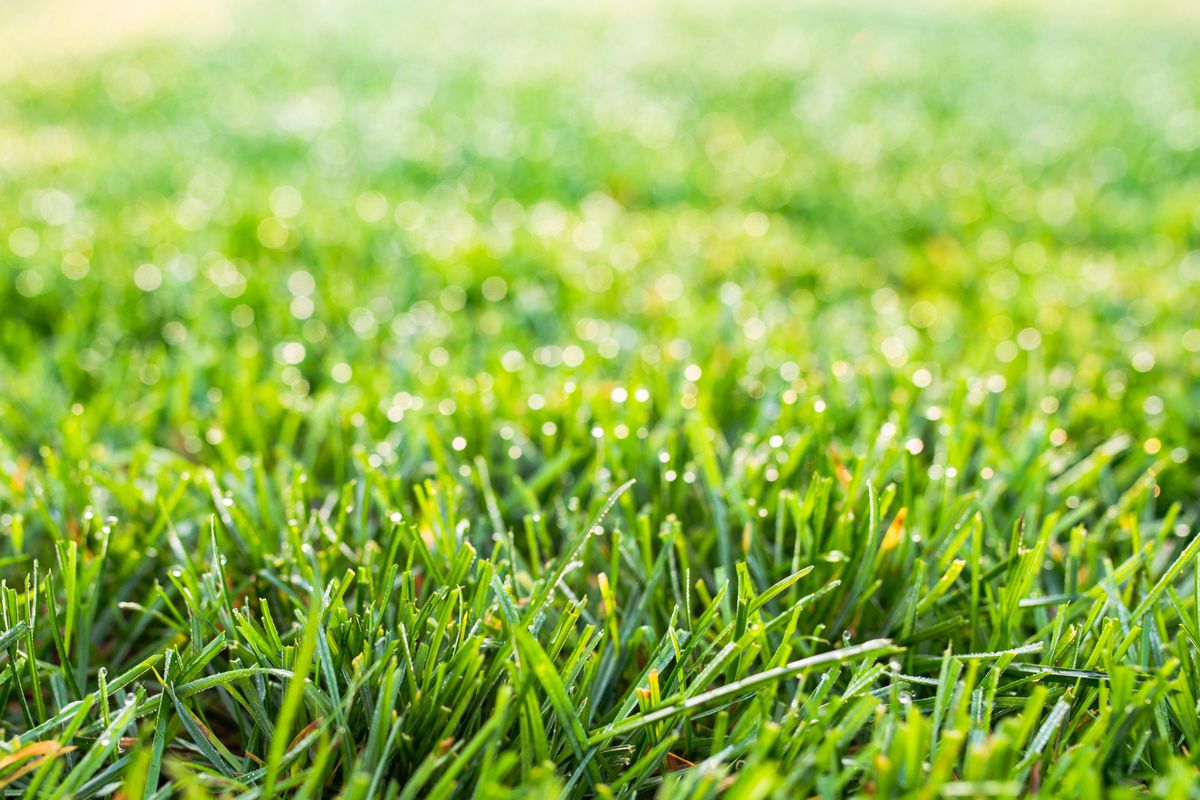 Fescue Grass 101: What It Is and How to Grow It - This Old House