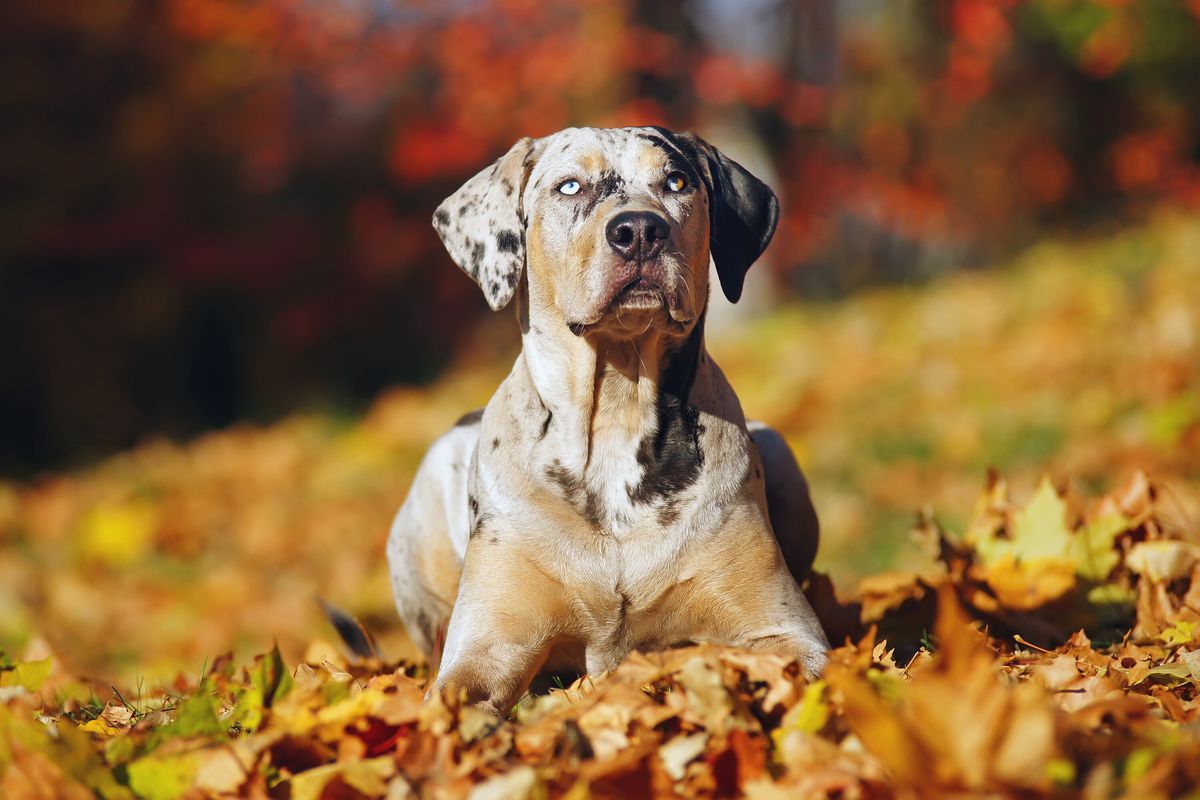 A Catahoula Leopard Dog laying down in fall leaves