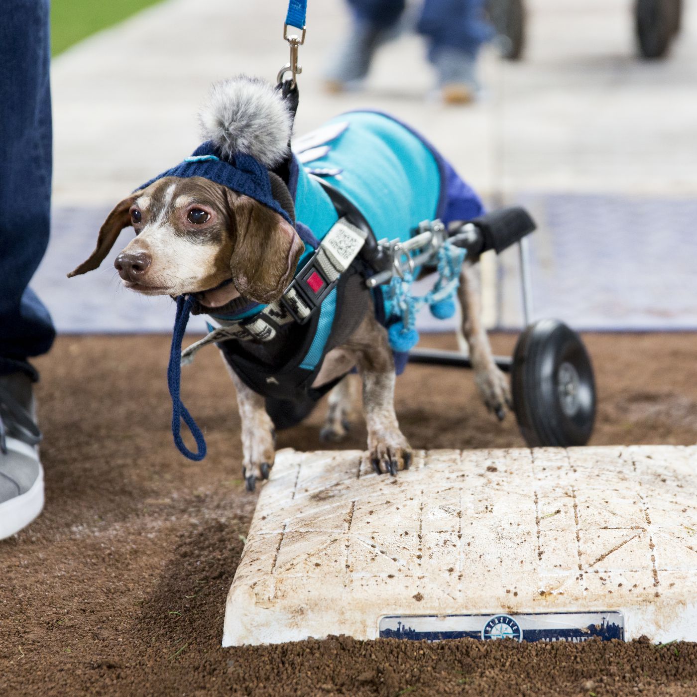 Tucker the Mariners Pup on X: Many have asked who my favorite Mariner is.  I tell them it's whoever is playing fetch with me.   / X