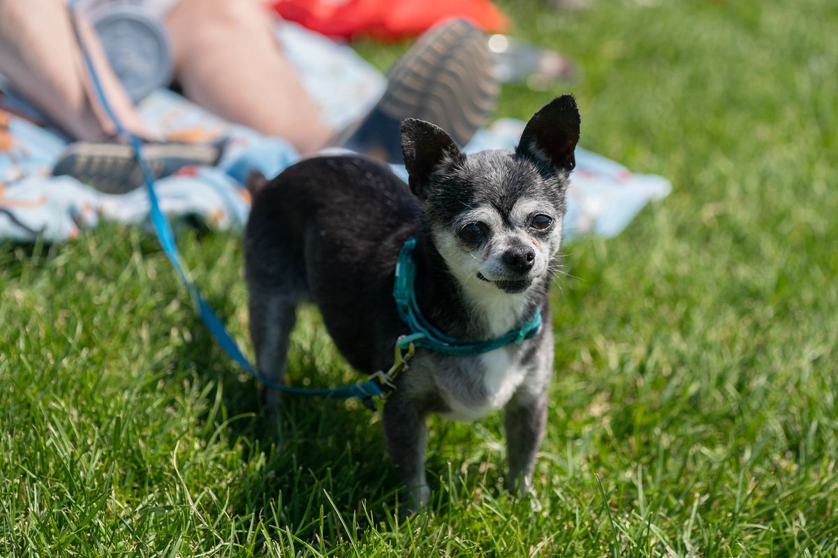 A chihuahua with mostly-black fur with some white speckles stands in grass, on a leash. The legs of the dog’s human are visible in the background, reclined on a blanket.