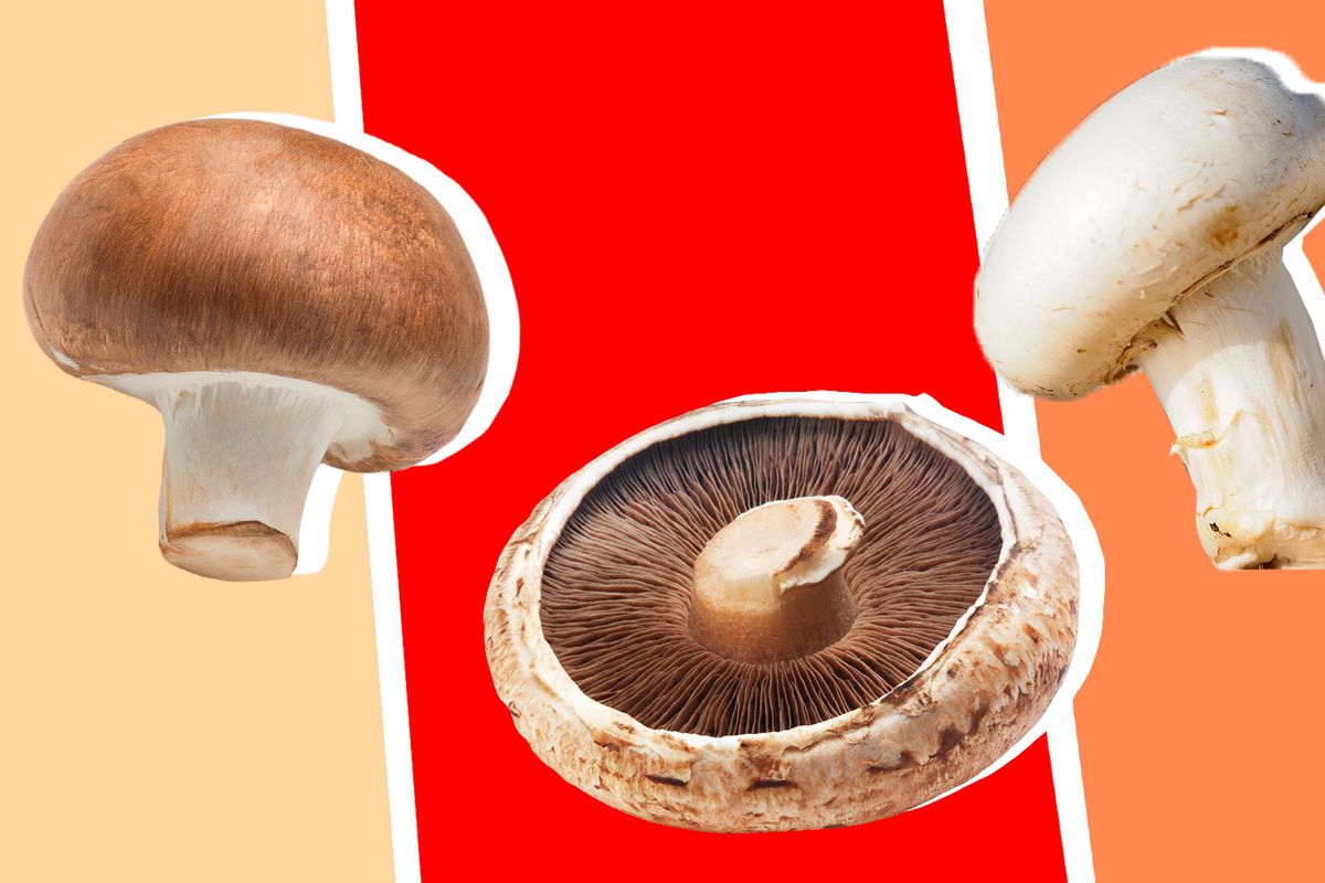 Three different kinds of mushrooms