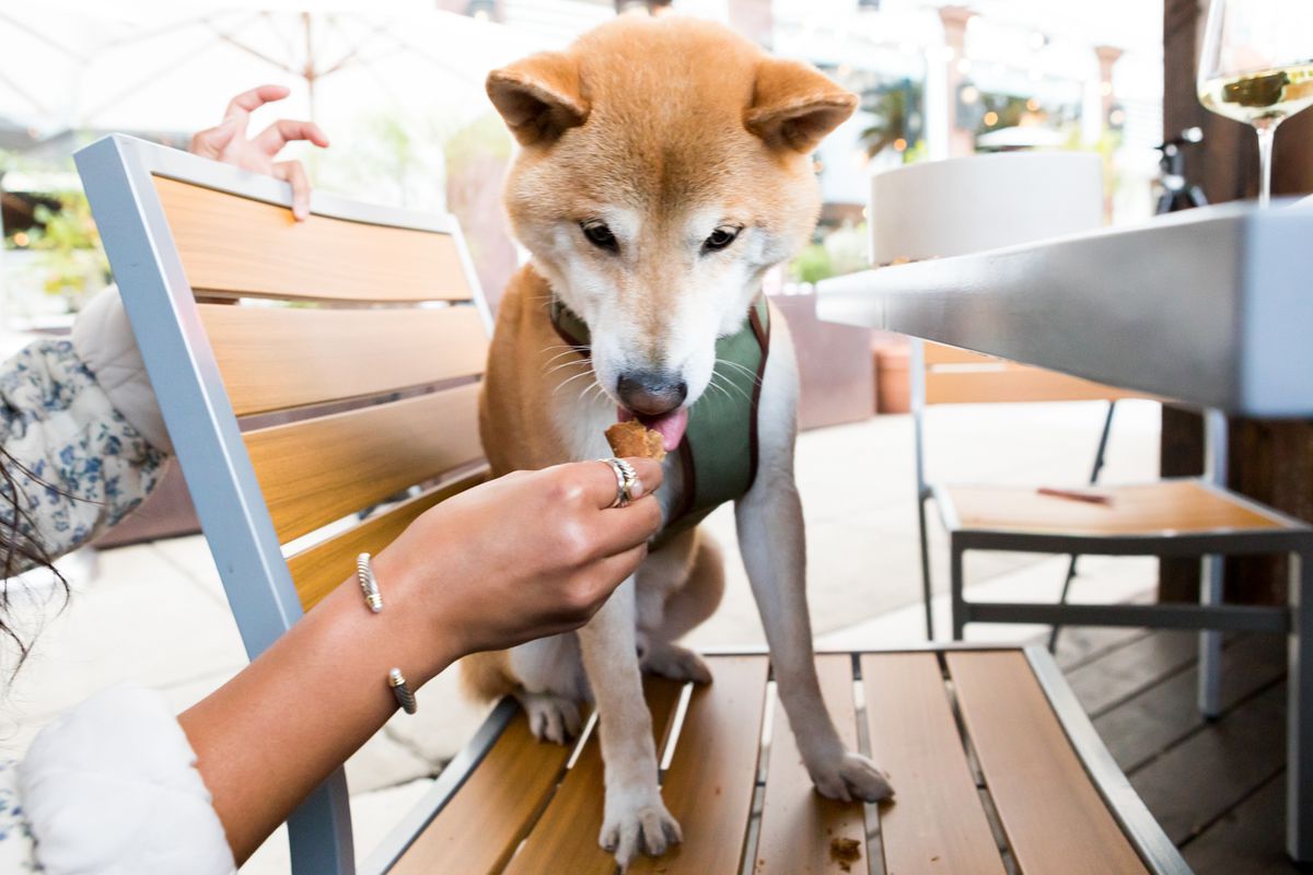 A red shiba inu sits in a chair, eating a treat from Angler.