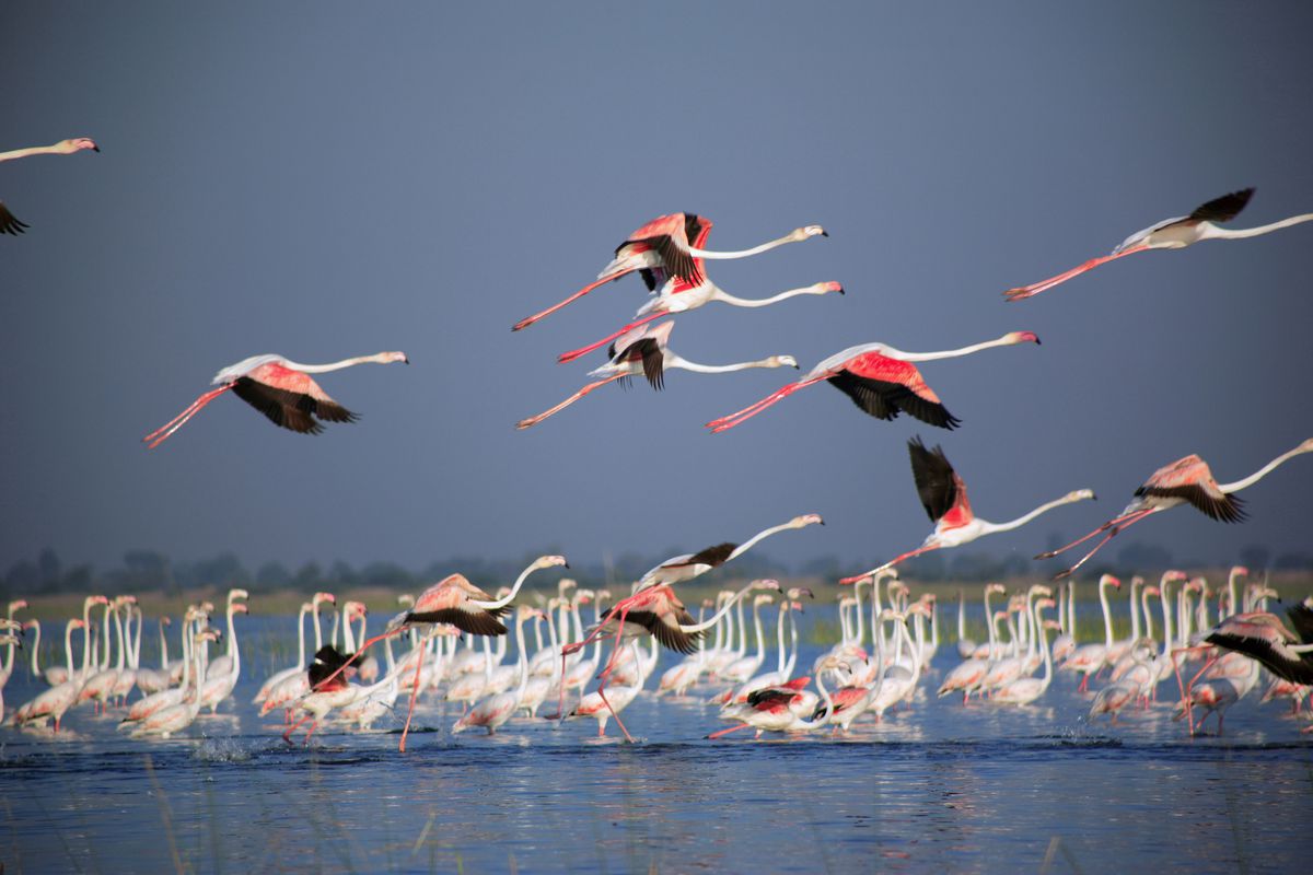A flamboyance of flamingos flying