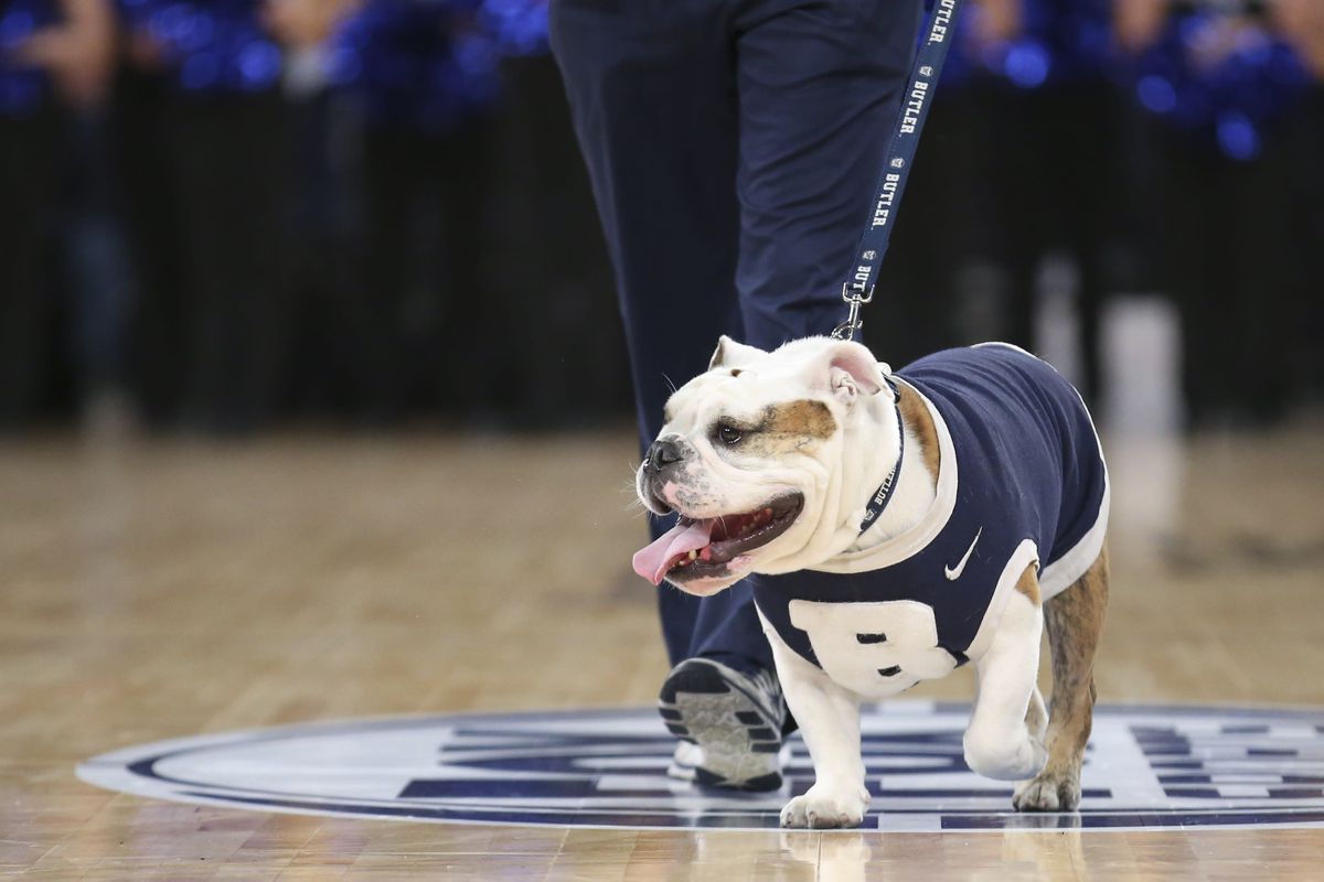 The Butler Bulldog walking on a basketball court