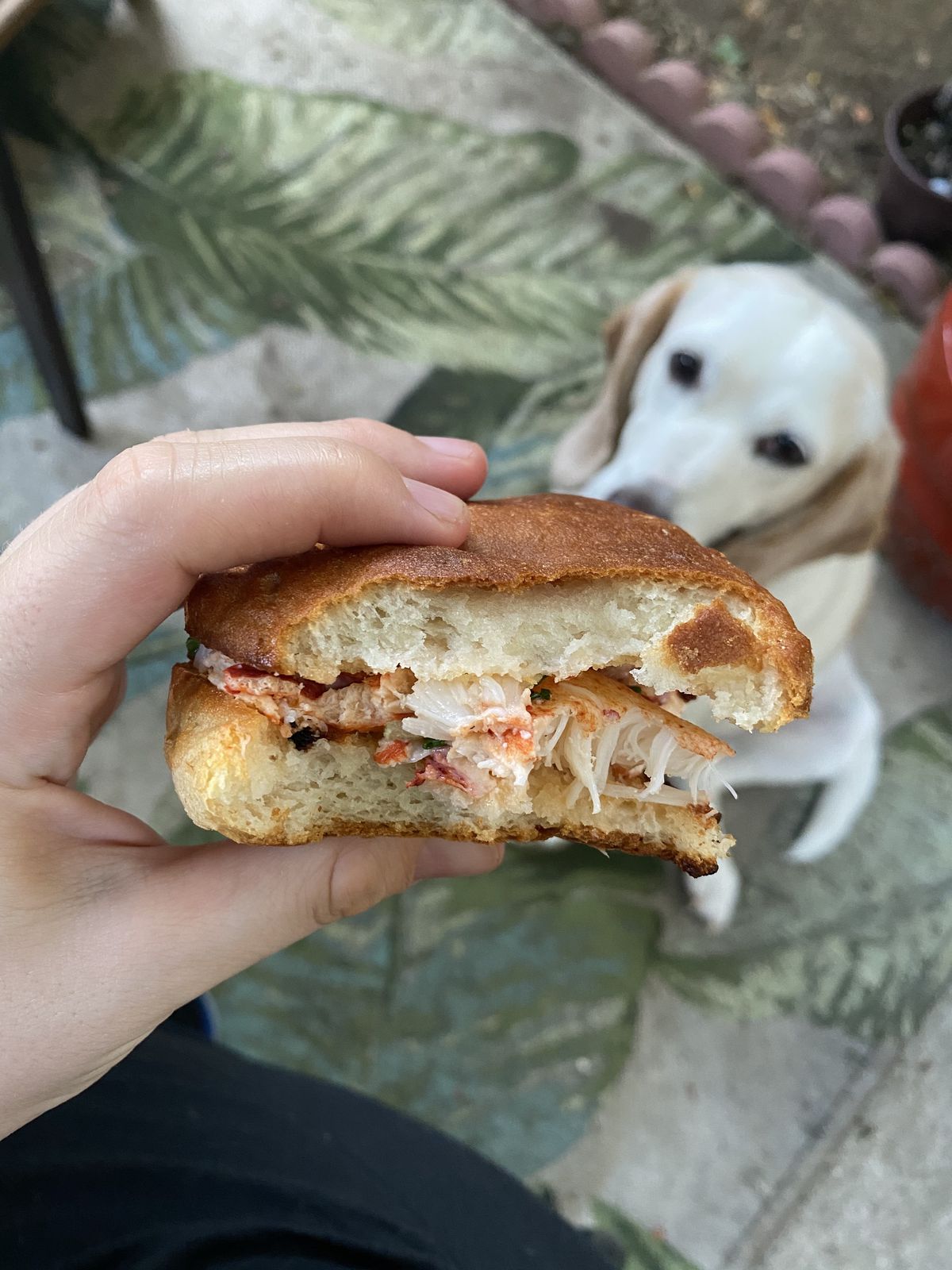 A bitten-into sandwich is in the foreground with a dog watching in the backround.