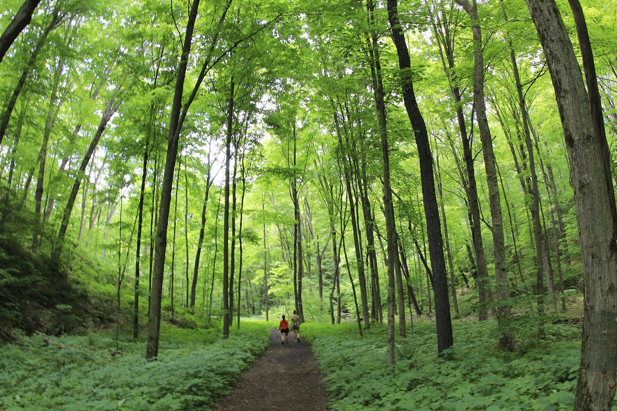 Two figures walk down a dirt trail while surrounded by lush greenery and tall trees.  